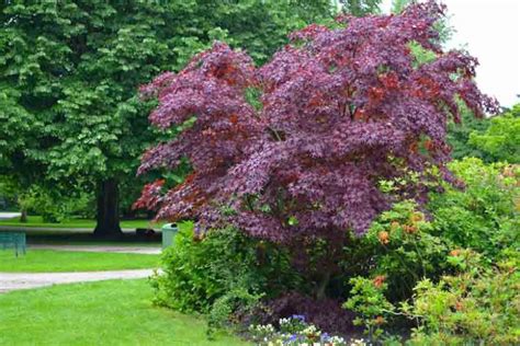 Acer platanoides 'Crimson King' (Norway Maple)