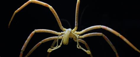 Sea Spiders Stay Alive by Pumping Their Guts, Not Their Heart, to Circulate Oxygen : ScienceAlert