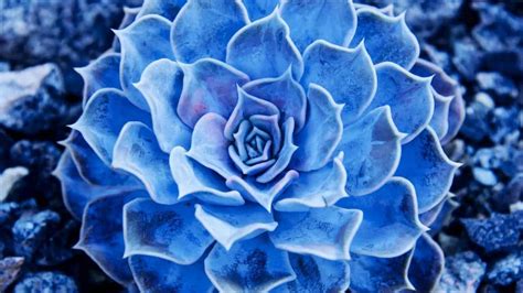 The 12 Prettiest Blue Succulents – Revealed!
