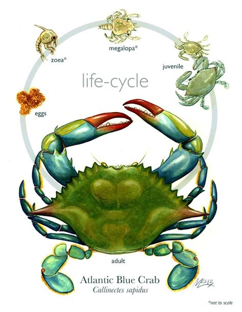 Blue Crab Life Cycle Art Print | Cycling art print