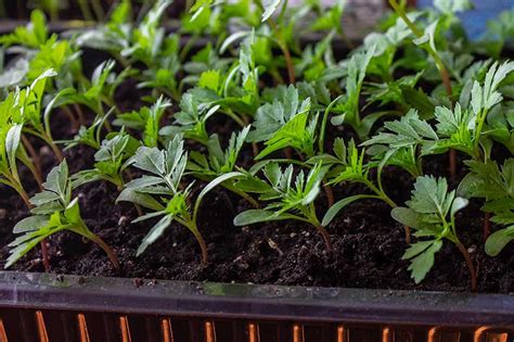 When and How to Plant Marigold Seeds | Gardener’s Path