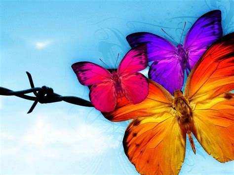 Animated Butterfly Wallpapers - Top Free Animated Butterfly Backgrounds ...