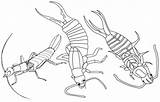 4 Fascinating Earwig Coloring Pages For Children  sketch template