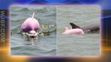 Pink dolphin named ‘Pinky’ spotted playing in Louisiana ship channel