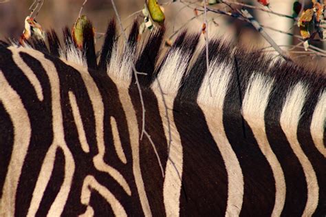 Zebra stripes and their role in dazzling flies