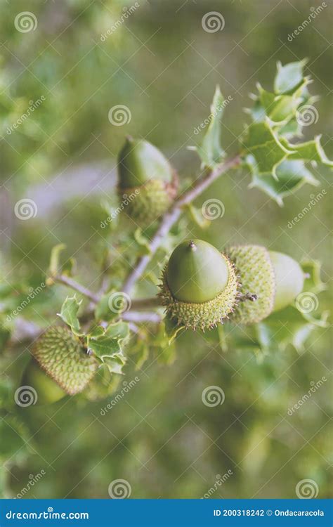 Spanish oak tree stock photo. Image of flora, foliage - 200318242