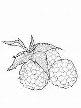 Raspberry Coloring Pages  Best For Kids sketch template