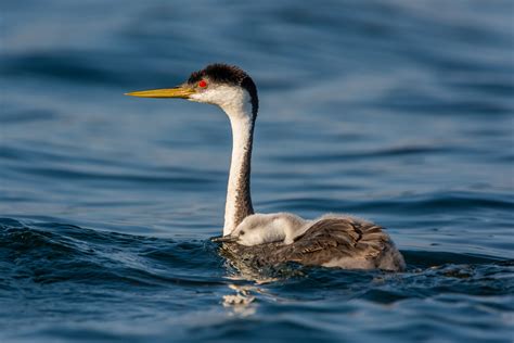 Western Grebe | Audubon Field Guide