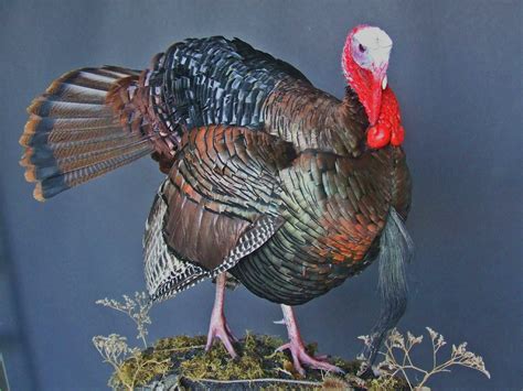 Bearded Hen Turkey.