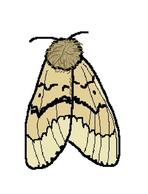 Moth clipart, Download Moth clipart for free 2019