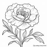 Peony Coloring Pages  Free & Printable sketch template