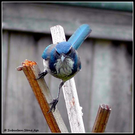 Scrub jays in action... | Blue jay, Bird feeders, Bird