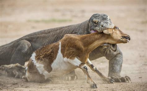 Watch an Unfazed Komodo Dragon Calmly Devour an Entire Monkey in One Bite - A-Z Animals