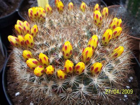 Yellow Weingartia flowers | Rebutia is a genus in the family… | Flickr