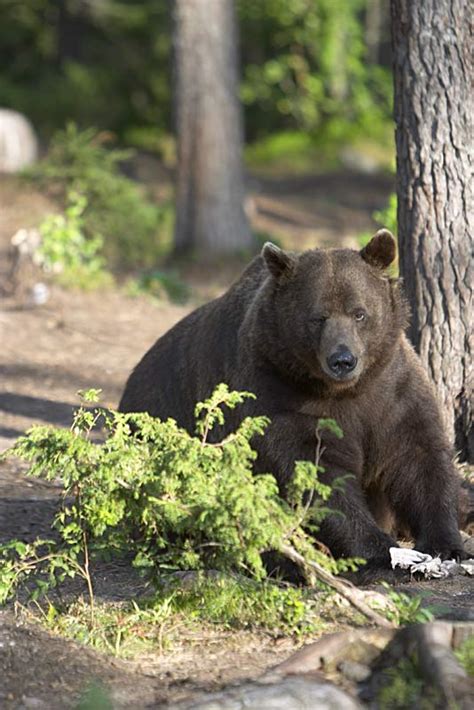 Bear Watching in Finland In The Forest (Wildlife Experience)