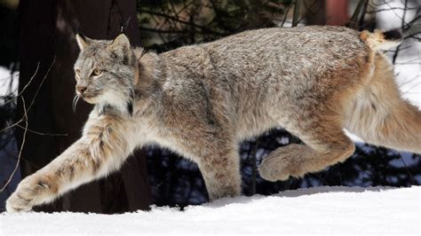 Newfoundland and Labrador wildlife officials say they've found missing lynx | CTV News