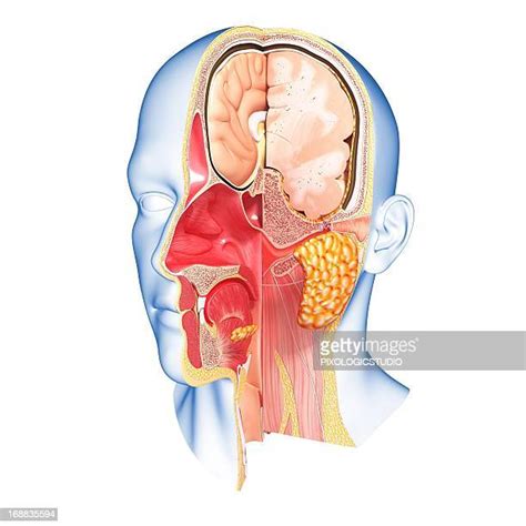 166 Ear Canal Anatomy Stock Photos, High-Res Pictures, and Images ...