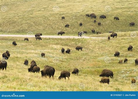 Buffalo Herd 6 stock image. Image of prairie, animal, mammal - 3193507