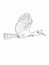 Hornbill coloring Pages sketch template