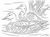 Pair Of Mallard Ducks coloring page  Free Printable Coloring Pages sketch template