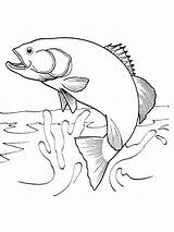 Walleye Coloring Page At GetColoringscom  Free Printable Colorings sketch template