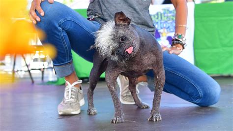 World S Ugliest Dog Mr Happy Face A Chihuahua Mix Wit - vrogue.co