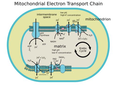 Electron Transport Chain of Cellular Respiration - Page 3