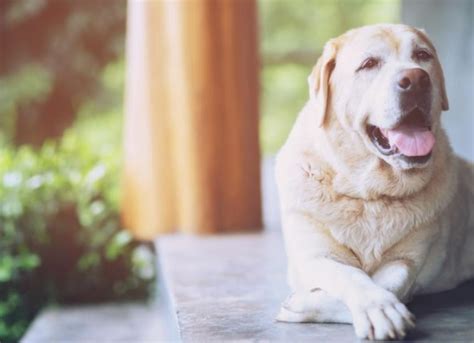 Recognizing Obesity in Dogs and How You Can Help | PetMD