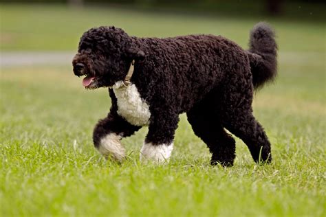 Walking Portuguese Water Dog photo and wallpaper. Beautiful Walking ...