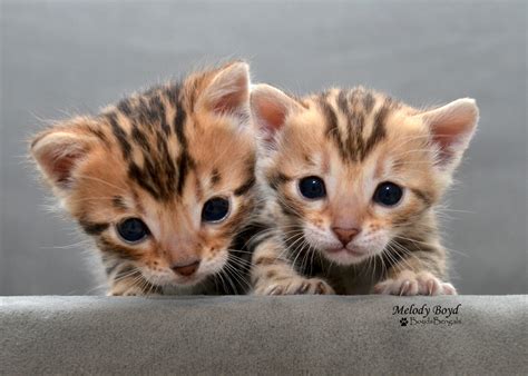 Available Bengal Kittens For Sale - BoydsBengals