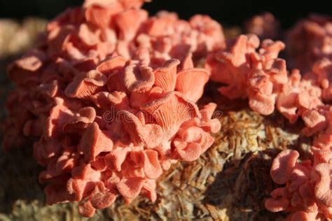 Pink Oyster mushroom stock photo. Image of pinkoystermushroom - 266331978