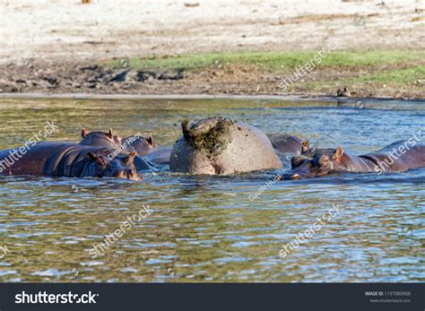 Poop In The Pool: Over 88 Royalty-Free Licensable Stock Photos | Shutterstock