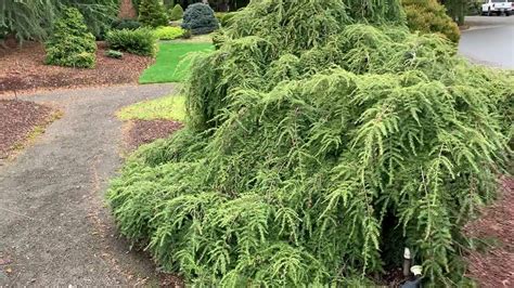 Tsuga canadensis 'Pendula' Weeping Canadian Hemlock January 31, 2020 - YouTube