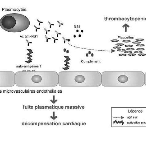 (PDF) Dengue shock syndrome: Decoding the pathophysiology