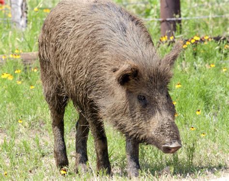 Feral Hogs Increase Their Urban And Suburban Sprawl - Texas A&M Today