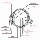 Eye Anatomy Coloring Page sketch template