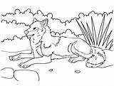 Wolf Free For Kids coloring Page  Download Print Or Color Online sketch template