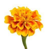 Marigold Flower Logo