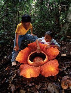 58 Plants..Rafflesia parasitic plant ideas | plants, planting flowers ...