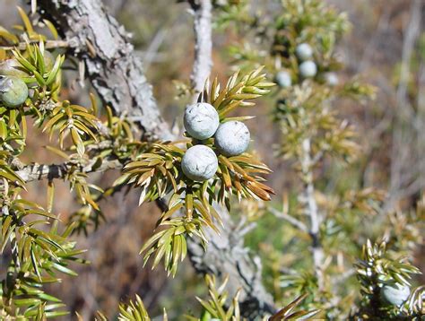 Juniperus communis (common juniper): Go Botany