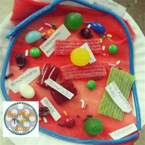 2D Edible Animal Cell Model | Edible animal cell, Cells project, Animal cells model