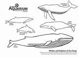 Whale Coloring Pages  ColoringBay sketch template