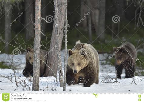 Adult Female Of Brown Bear (Ursus Arctos) With Cubs After Hibernation On The Snow In Spring ...