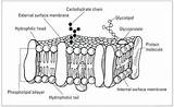 Plasma Membrane Coloring Worksheet Here Is A Picture Of The sketch template
