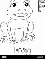 Sitting Frog Alphabet ABC Coloring Page F Stock Vector Image & Art  Alamy sketch template