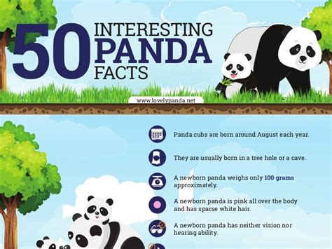 50 Interesting Panda Facts