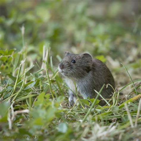 jfwildlife.co.uk - Field Vole