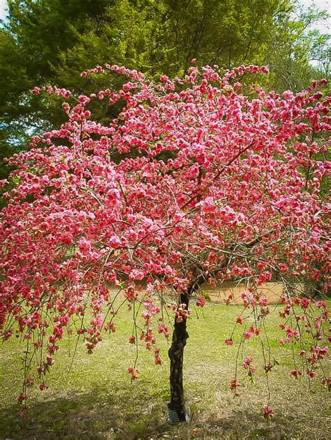 Peach Trees For Sale Online | The Tree Center