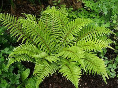 Poly Ferns in 2020 | Plants, Cool plants, Fern plant