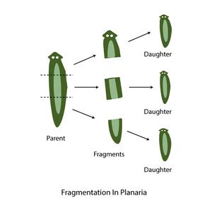 Asexual Reproduction - Definition, Characteristics, Types, Examples - GeeksforGeeks